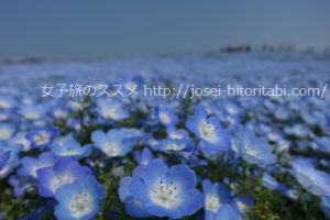 ひたち海浜公園のネモフィラ